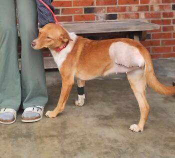 Cocoa (3yo, 26lbs) -  Australian Shepherd Dog for Adoption in Hinton, West Virginia - Cocoa (3yo, 26lbs) | PetCurious
