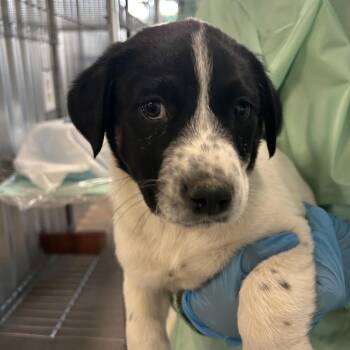 Jude -  Border Collie and Mixed Breed Dog for Adoption in Flagstaff, Arizona - Jude | PetCurious