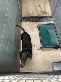 Doberman Pinscher Dogs Available for Adoption in Oakland, California - Hoffbrau | PetCurious