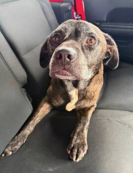 Bingo NIght -  Boxer Dog for Adoption in Martinsville, Virginia - Bingo NIght | PetCurious