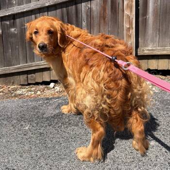 Poppins -  Golden Retriever Dog for Adoption in Chester Springs, Pennsylvania - Poppins | PetCurious