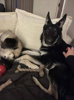 German Shepherd Dog Dogs Available for Adoption - Aries | PetCurious