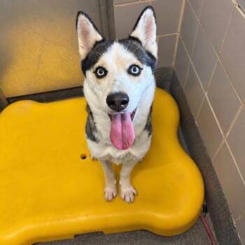 Mia -  Husky Dog for Adoption in Pittsburgh, Pennsylvania - Mia | PetCurious