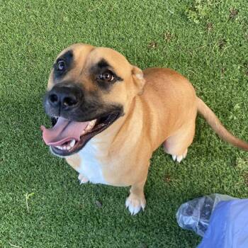 Thunder 2517 -  Mixed Breed Dog for Adoption in Loxahatchee Groves, Florida - Thunder 2517 | PetCurious