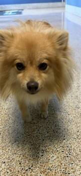 Pomeranian Dogs Available for Adoption in Doral, Florida - LUCKY | PetCurious