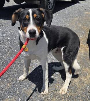 Beagle and Mixed Breed Dogs Available for Adoption in Malvern, Pennsylvania - Patch | PetCurious