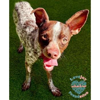 Liam -  Chihuahua and Australian Cattle Dog Blue Heeler Dog for Adoption in Inglewood, California - Liam | PetCurious