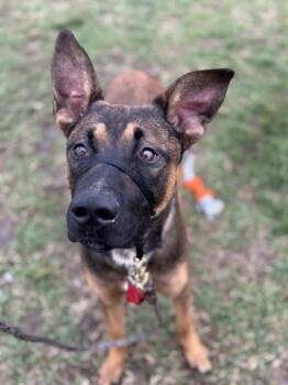 Rescue Mixed Breed Dogs for Adoption in Cincinnati, Ohio - Flexton | PetCurious