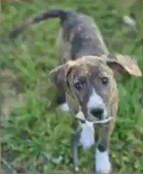 Hound Dogs Available for Adoption in South Kingstown, Rhode Island - Gertrude Rose | PetCurious