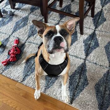 Rescue Mixed Breed Dogs for Adoption in De Pere, Wisconsin - Dino | PetCurious