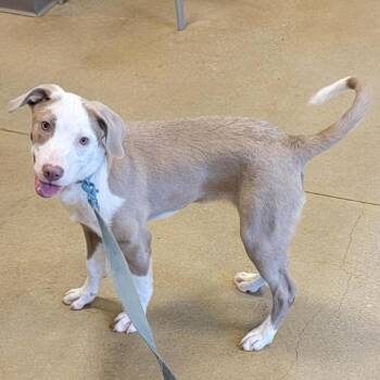 Remi -  Pit Bull Terrier Dog for Adoption in Baltimore, Maryland - Remi | PetCurious