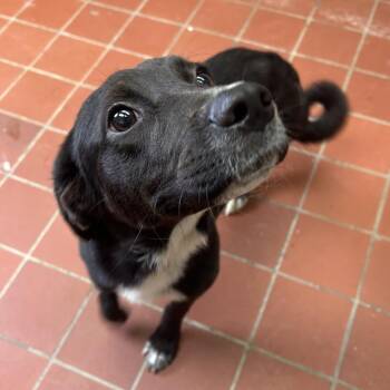 Gabby -  Terrier and Mixed Breed Dog for Adoption in West Point, Mississippi - Gabby | PetCurious