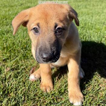 Mixed Breed Dogs Available for Adoption in Flagstaff, Arizona - Enchilada | PetCurious