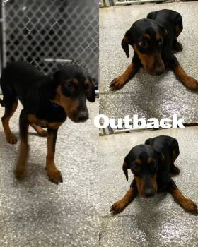 Rescue Labrador Retriever Dogs for Adoption in Saint James, Missouri - Outback | PetCurious