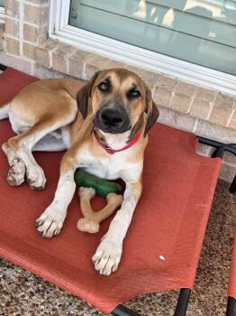 Swisher -  Hound and Rhodesian Ridgeback Dog for Adoption in Fort Worth, Texas - Swisher | PetCurious