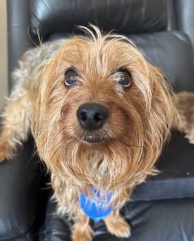 River -  Yorkshire Terrier and Silky Terrier Dog for Adoption in Utica, Michigan - River | PetCurious
