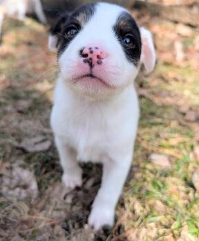 Australian Cattle Dog Blue Heeler Dogs Available for Adoption in Brooklyn Center, Minnesota - Ronan * | PetCurious