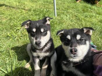 Husky and Australian Shepherd Dogs Available for Adoption in Bothell, Washington - Moose | PetCurious