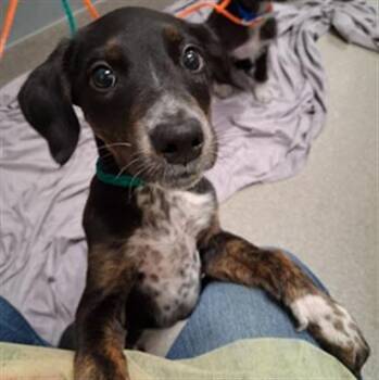BROWN -  Australian Cattle Dog Blue Heeler and Poodle Dog Available for Adoption in Las Vegas, Nevada - BROWN | PetCurious
