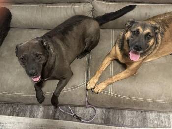 Holly & Polly- the perfect pair -  German Shepherd Dog and Black Labrador Retriever Dog for Adoption in Tallulah, Louisiana - Holly & Polly- The Perfect Pair | PetCurious