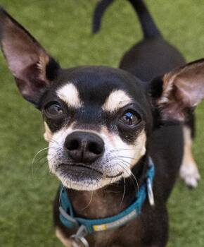 Party Hat Paul -  Chihuahua Dog for Adoption in Encinitas, California - Party Hat Paul | PetCurious