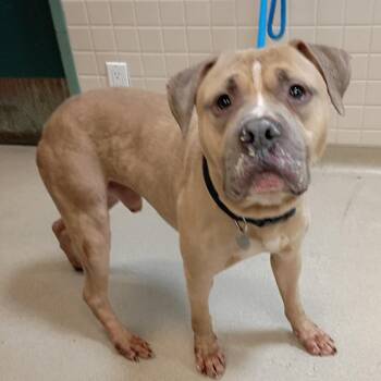 Bruno -  Pit Bull Terrier Dog for Adoption in Pasadena, California - Bruno | PetCurious