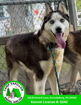 Rescue Husky Dogs for Adoption in Stroudsburg, Pennsylvania - Judy | PetCurious