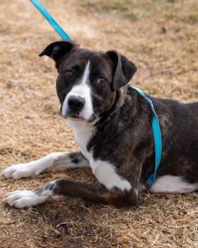 Sylvia -  Mixed Breed Dog for Adoption in Pequot Lakes, Minnesota - Sylvia | PetCurious