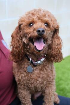 Winston -  Miniature Poodle Dog for Adoption in Newport Beach, California - Winston | PetCurious