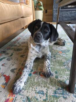 Border Collie and Hound Dogs Available for Adoption in Pagosa Springs, Colorado - Bobby Sue | PetCurious