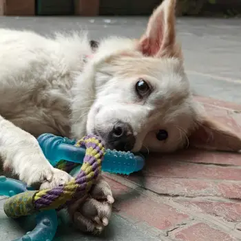Rescue Spitz Dogs for Adoption in Lazy Lake, Florida - Cloud | PetCurious