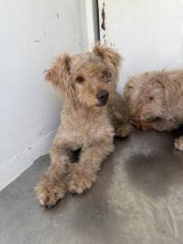 SNAP -  Poodle Dog for Adoption in Stockton, California - SNAP | PetCurious