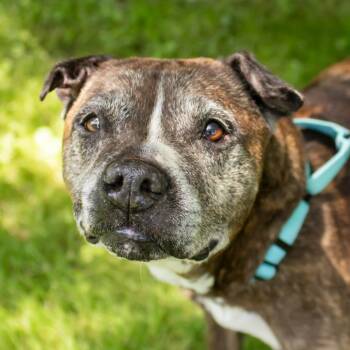 Eden -  Mixed Breed Dog for Adoption in Middletown, Rhode Island - Eden | PetCurious