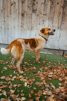 Rescue Cattle Dog Dogs for Adoption in Jackson, Wyoming - Rusty | PetCurious