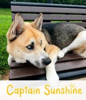 CAPT SUNSHINE -  Siberian Husky and Mixed Breed Dog for Adoption in Derwood, Maryland - CAPT SUNSHINE | PetCurious