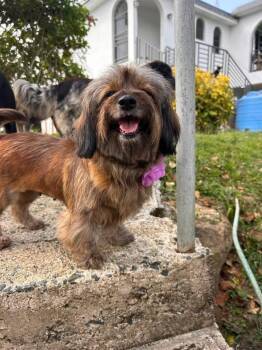 Georgia -  Dachshund Dog for Adoption in Albion, New York - Georgia | PetCurious