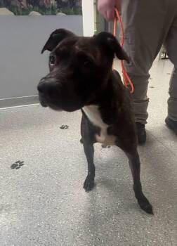 Missy -  Pit Bull Terrier Dog for Adoption in Watertown, New York - Missy | PetCurious
