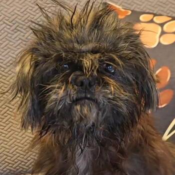 Delta -  Shih Tzu Dog for Adoption in Normal, Illinois - Delta | PetCurious