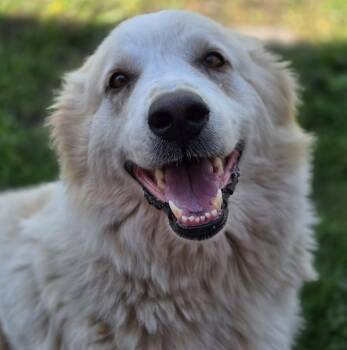 Great Pyrenees Dogs Available for Adoption in Normal, Illinois - The Big Cheese | PetCurious
