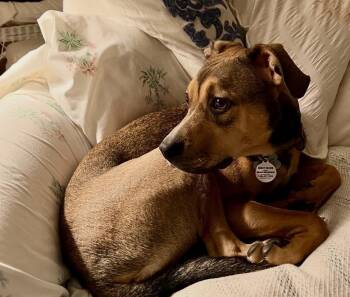Missy -  Labrador Retriever and Beagle Dog for Adoption in Greenlawn, New York - Missy | PetCurious