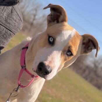 Mixed Breed Dogs Available for Adoption in Pauls Valley, Oklahoma - Saint | PetCurious
