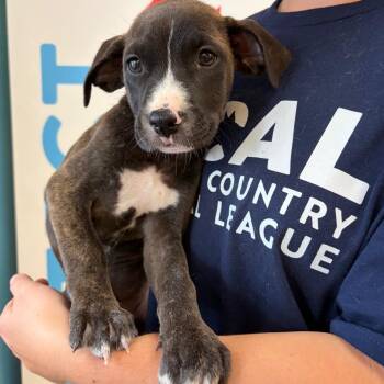Mulan -  Mixed Breed Dog for Adoption in Morristown, Vermont - Mulan | PetCurious