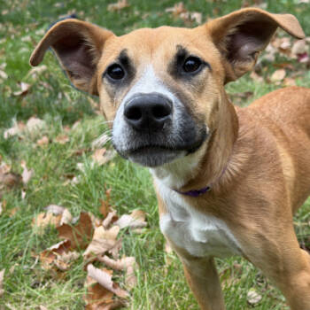 Rescue Mixed Breed Dogs for Adoption in Voorhees Township, New Jersey - Grub | PetCurious