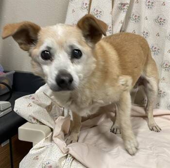 BAILEY -  Chihuahua and Mixed Breed Dog for Adoption in Modesto, California - BAILEY | PetCurious