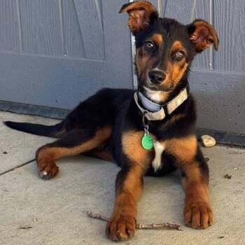 Ringo -  Mixed Breed Dog for Adoption in Buffalo, Minnesota - Ringo | PetCurious