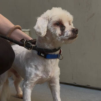 Rescue Maltese Dogs for Adoption in Middletown, New York - Rodger A2242602 | PetCurious