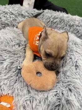 Terrier and Mixed Breed Dogs Available for Adoption - Nuts | PetCurious