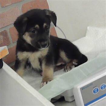 Australian Cattle Dog Blue Heeler and Catahoula Leopard Dog Dogs Available for Adoption in Houston, Texas - KIRA | PetCurious