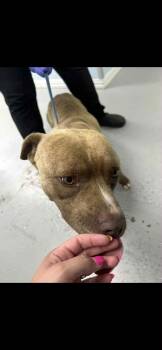 Rescue Pit Bull Terrier Dogs for Adoption in Okmulgee, Oklahoma - Hoss | PetCurious