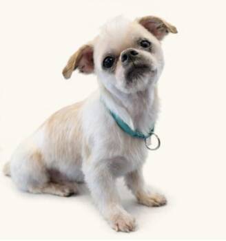 Shih Tzu Dogs Available for Adoption in Washington, District Of Columbia - Major | PetCurious